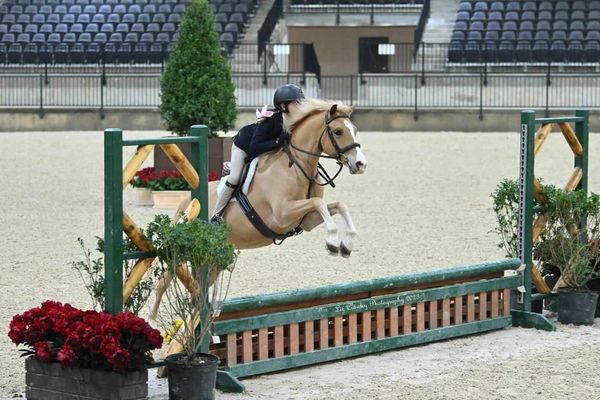 Striking Chrome ("Chromeo"), 4 y.o., Champion Short Stirrup Hunter, December 2023, Tryon Internation