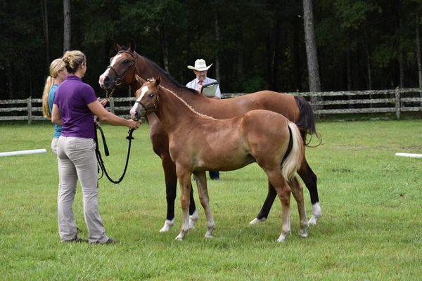 Striking Chrome and dam, Hillcrest's Celebration at 2019 Westfalen inspection.