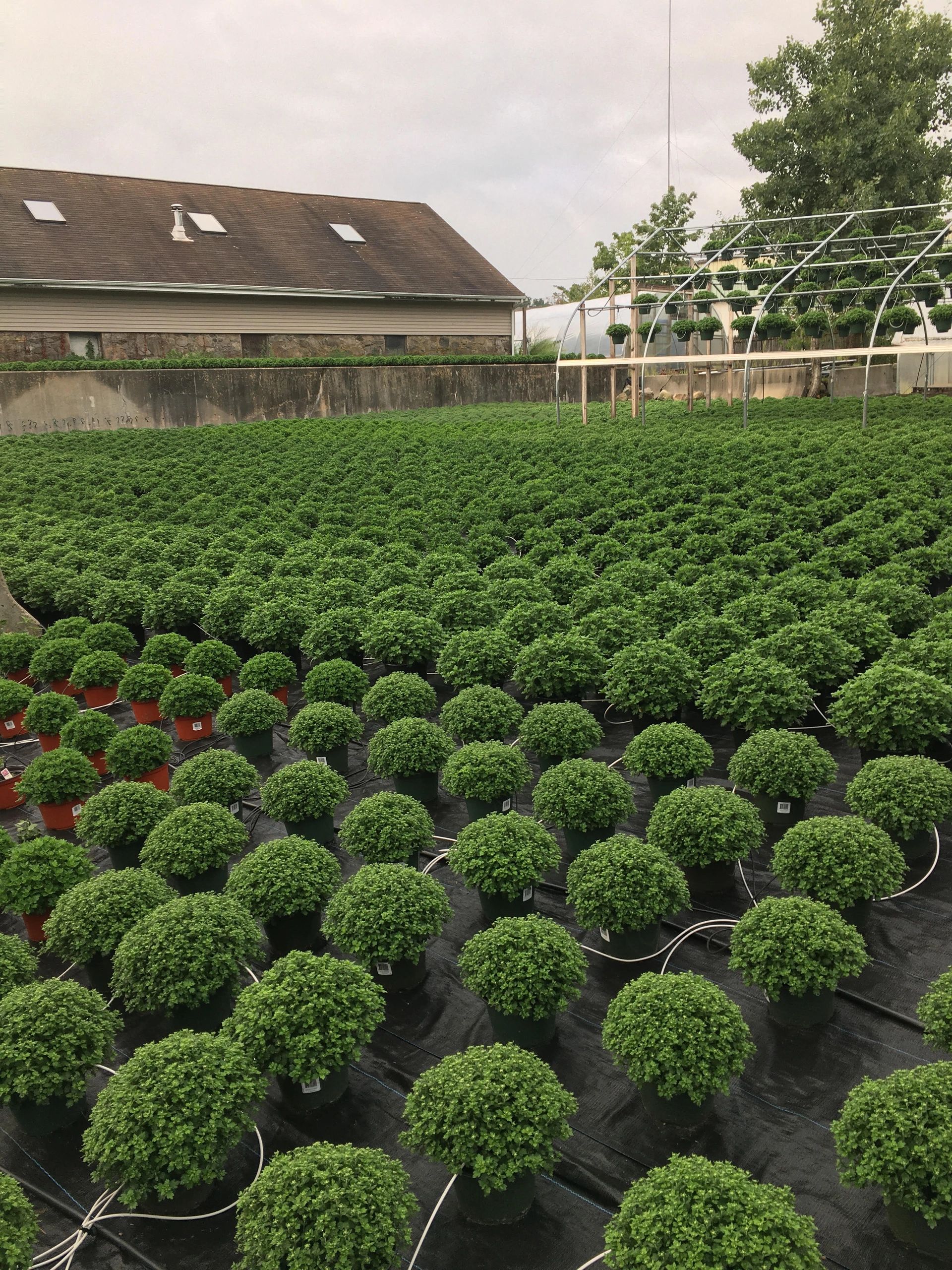 Soil and Compost Village Green Nurseries