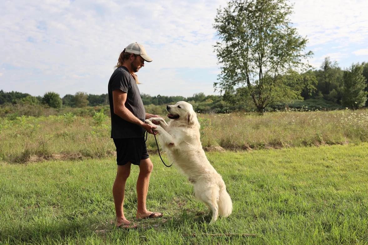 Trained champion white English cream golden retriever in Michigan from reputable family breeder