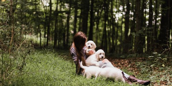 White English cream golden retriever puppies for sale playing in the woods.