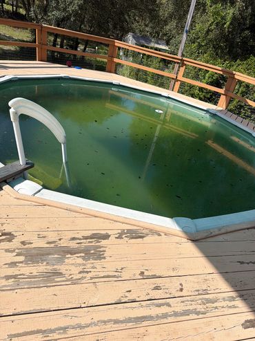 Green swampy pool before Oh My Pool recovery service Pine Ridge
