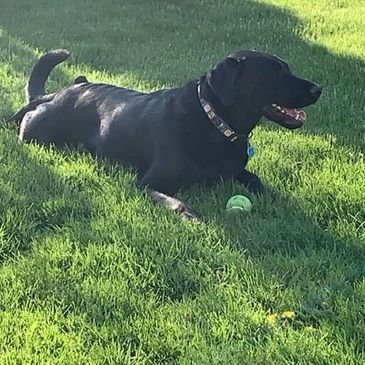 Black Lab named Enzo