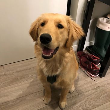 Golden Retriever named Nellie