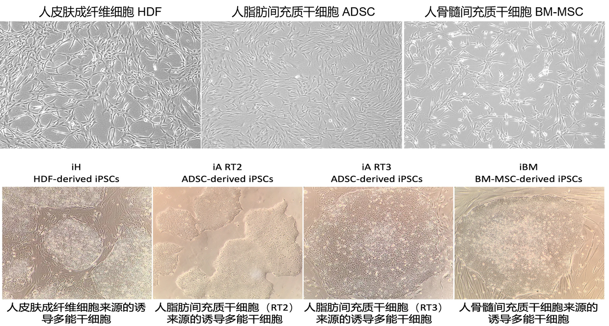 cell collections