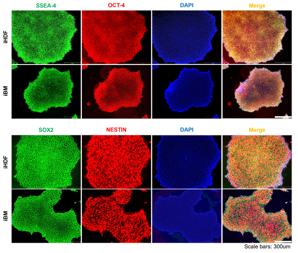 staining collection