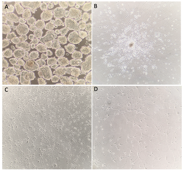 different kinds of derived cells
