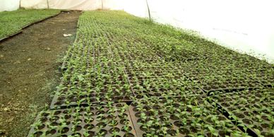 Seedlings growing in trays inside a greenhouse.