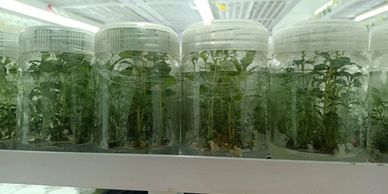 Young plants growing in transparent containers on a shelf.