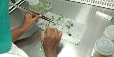 Scientist examining plant samples in a lab using tweezers and chopsticks.
