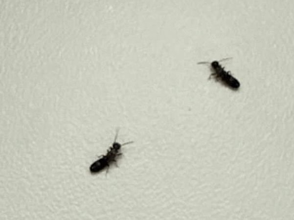 These termites do not have their wings. Notice the waist is not pinched.