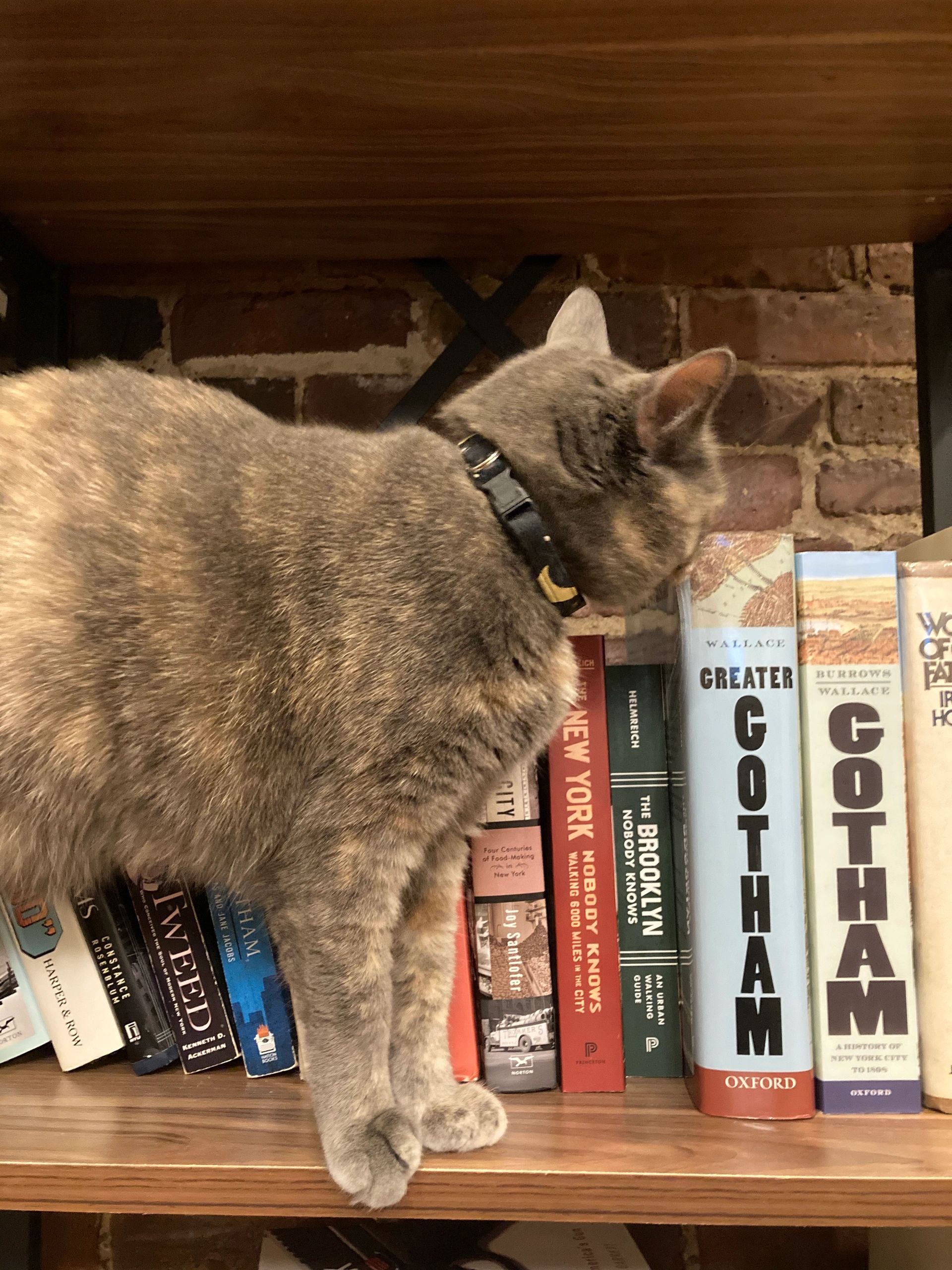 Cat browsing books, Bookshop Cat
