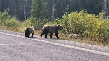 Wildlife, momma bear, bear cubs, Banff National Park