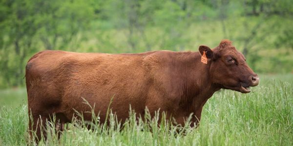 We raise Red Devin cows.  All cattle at White Oak Pastures are grassfed and grass-finished. Processe