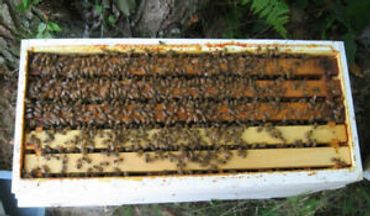 A nuc of honey bees.