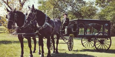 horse drawn hearse, horse drawn funeral, percheron teams, horse drawn carriage company