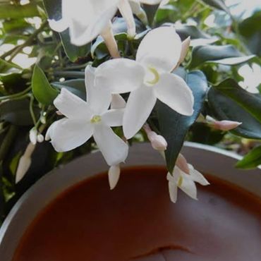 CALMIST CONTAINER OF CONCRETE JASMINE AND JASMINE FLOWERS