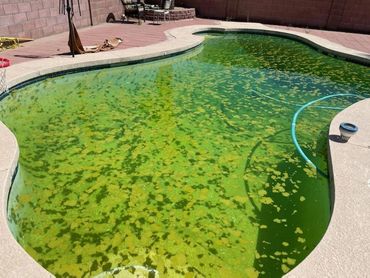 Green Pool Before Green To Clean