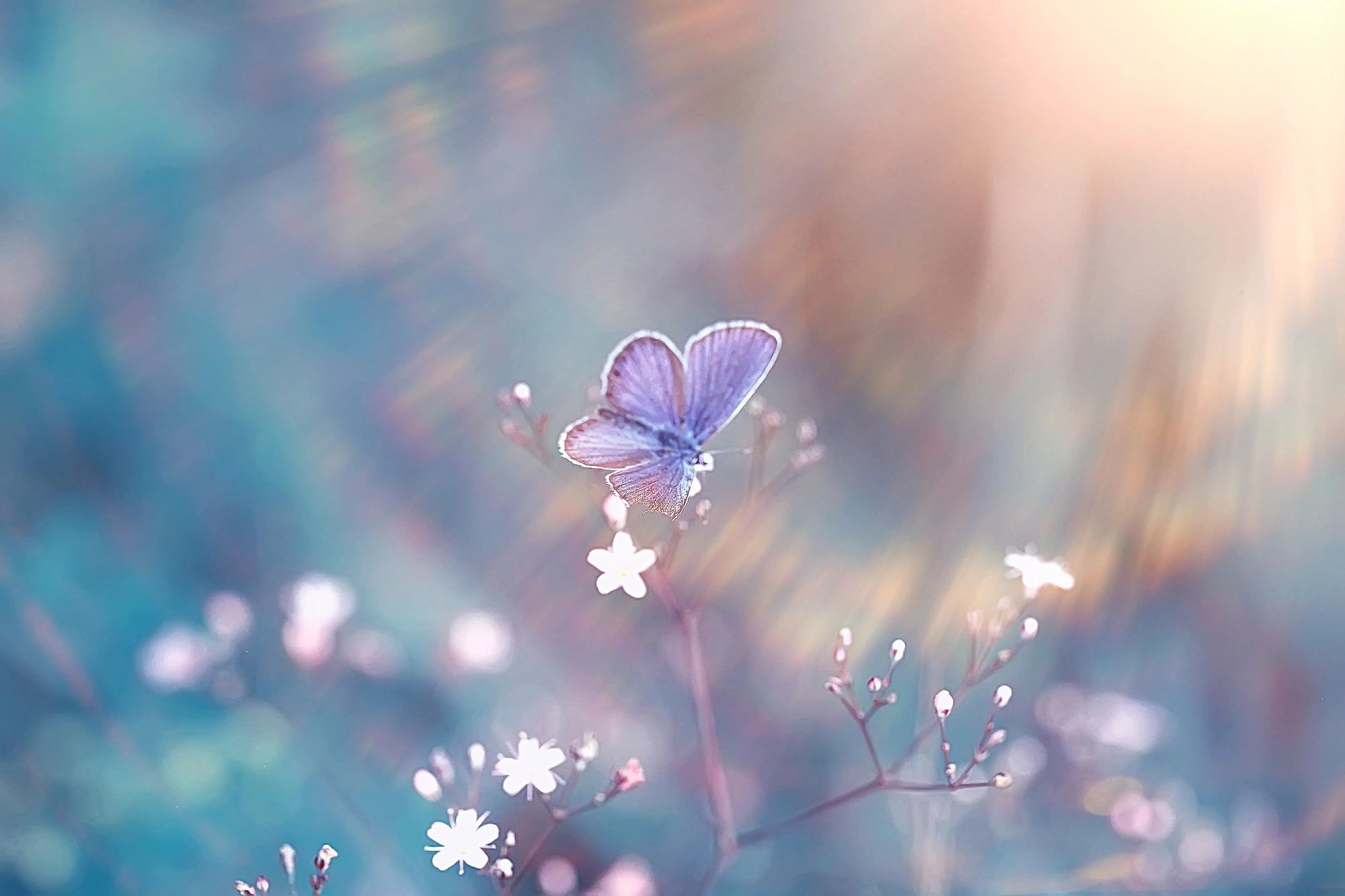 Welcome to Ivory Angelic-Angel Communicator, Intuitive, Spiritual Counselor, Medium, Mentor.