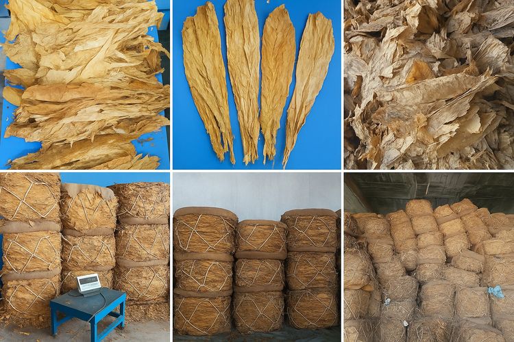 Dried tobacco leaves and large bundles stored in a warehouse.