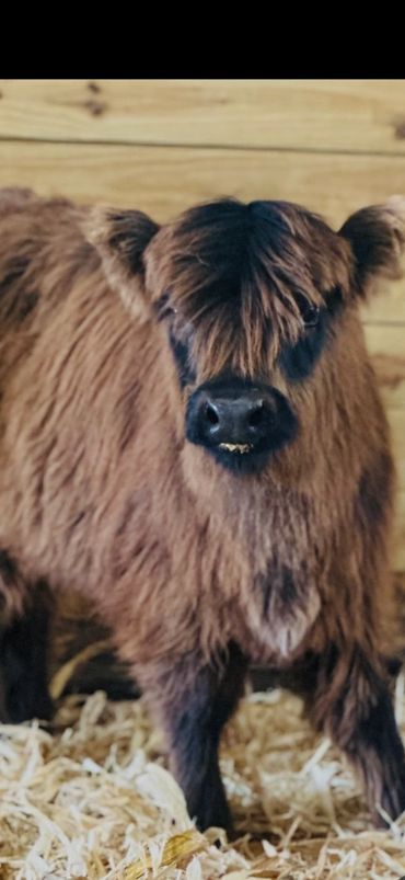 A fluffy brown calf with a shaggy coat stands on straw bedding indoors.