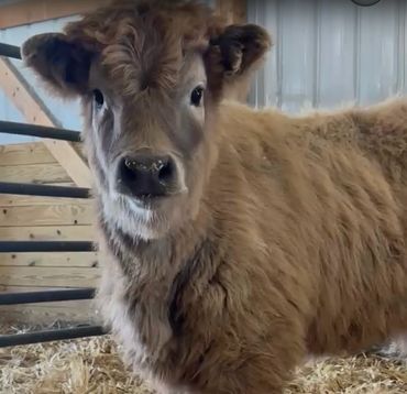 Close-up of a fluffy brown calf inside a barn.