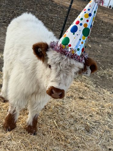 Fluffy white calf wearing a colorful party hat in a fenced outdoor area.