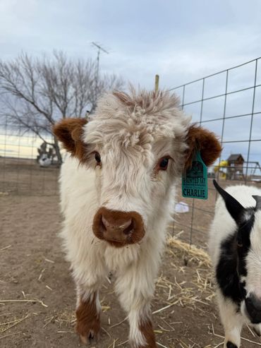 Close-up of a fluffy calf named Charlie with a goat beside it.