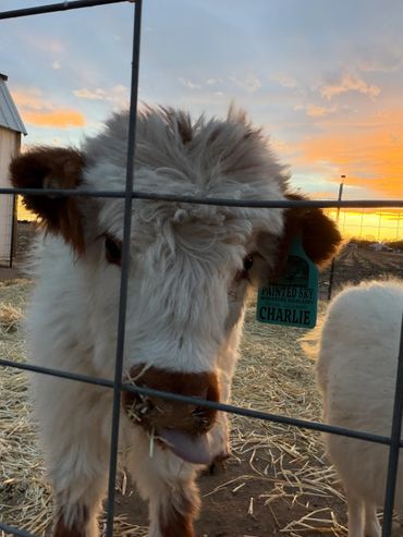 Close-up of a fluffy calf named Charlie behind a fence at sunset.