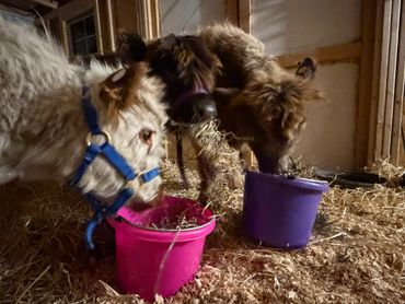Two llamas eating hay from colorful buckets in a barn.