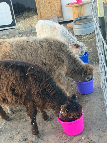 Three fluffy donkeys eating from colorful buckets in a farm enclosure.