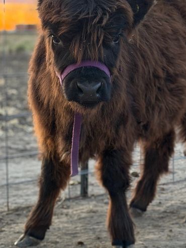 A fluffy brown calf with a purple halter stands in a fenced area at sunset.