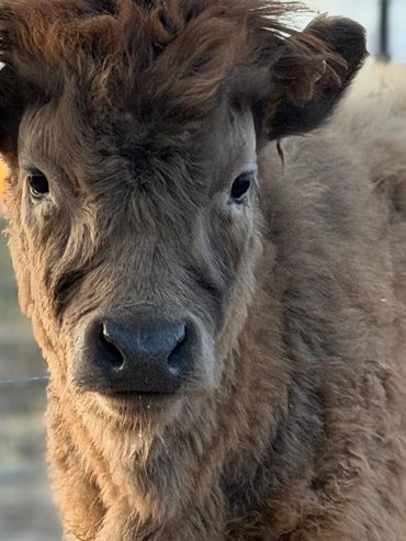 Close-up of a fluffy calf with tousled hair at sunset.