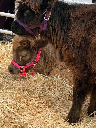 Two miniature cows with colorful halters in a straw pen at a fair.
