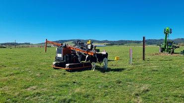 Cow investigating machinery used to test piles on rural farmland in New Zealand