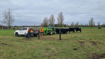 Cows, calves, machinery, engineers, ute undertaking pile testing onsite at rural farmland in NZ