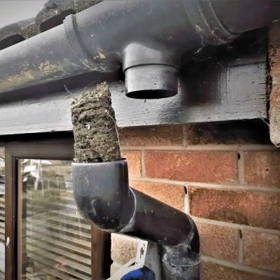 Tree root intrusion in pipe Sydney