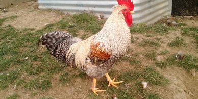 Cream Legbar cock