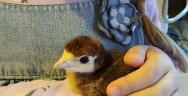 Black turkey poult