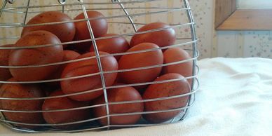 marans eggs
