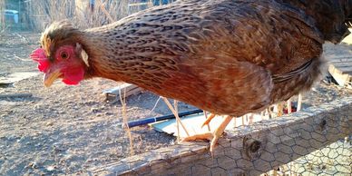 Cream Legbar pullet