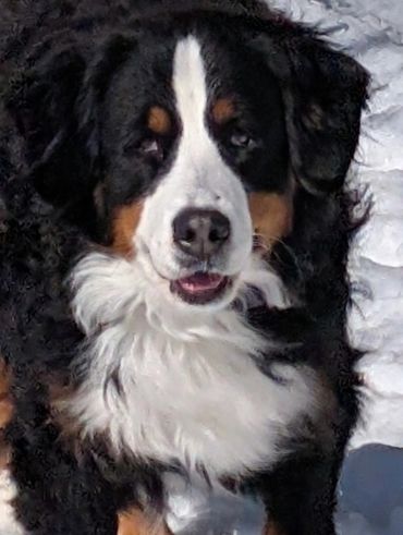 Bernese Mountain Dog, mother of the Bernedoodle puppies