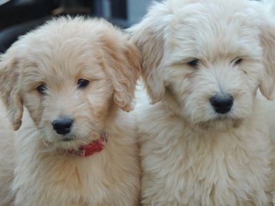bernedoodle puppies reputable breeder Massachusetts New England doodles labradoodles goldendoodles