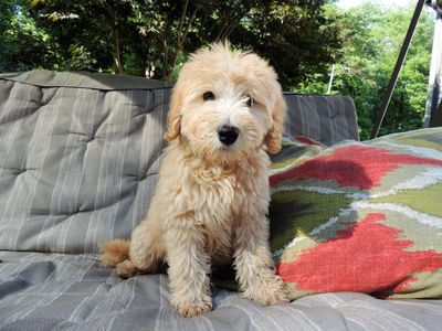 bernedoodle puppies reputable breeder Massachusetts New England doodles labradoodles goldendoodles