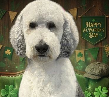 Poodle father of the puppies