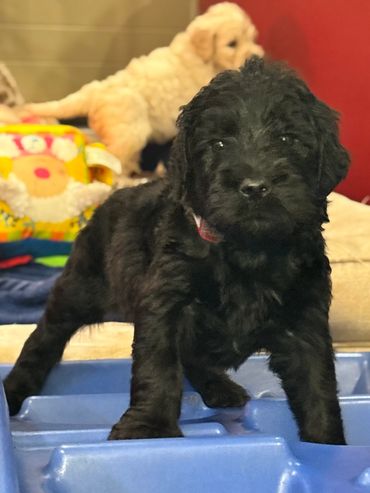 A real sweetheart! Smaller goldendoodle