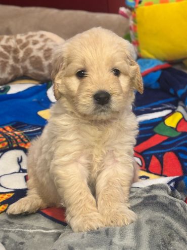 Tan Male Goldendoodle