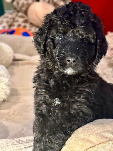 Petite Goldendoodle-born 9-19