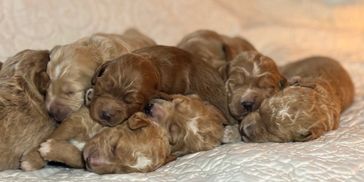 Labradoodle puppies doodles breeder Massachusetts New England-Cove Angels