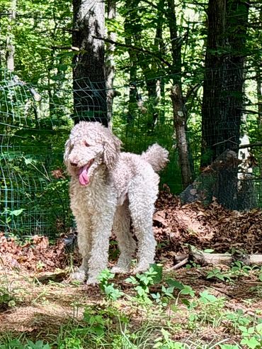 Kirby is very calm and well mannered.